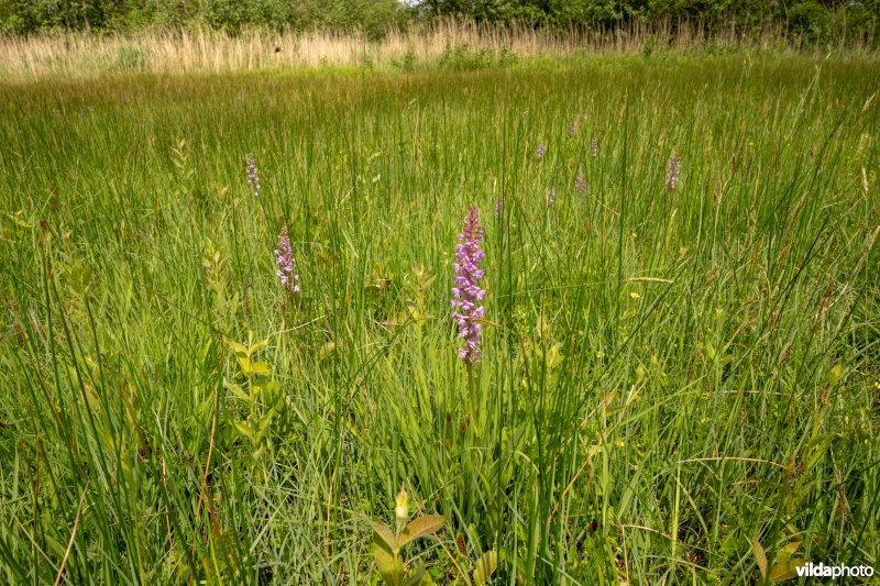 Blauwgrasland met Grote muggenorchis