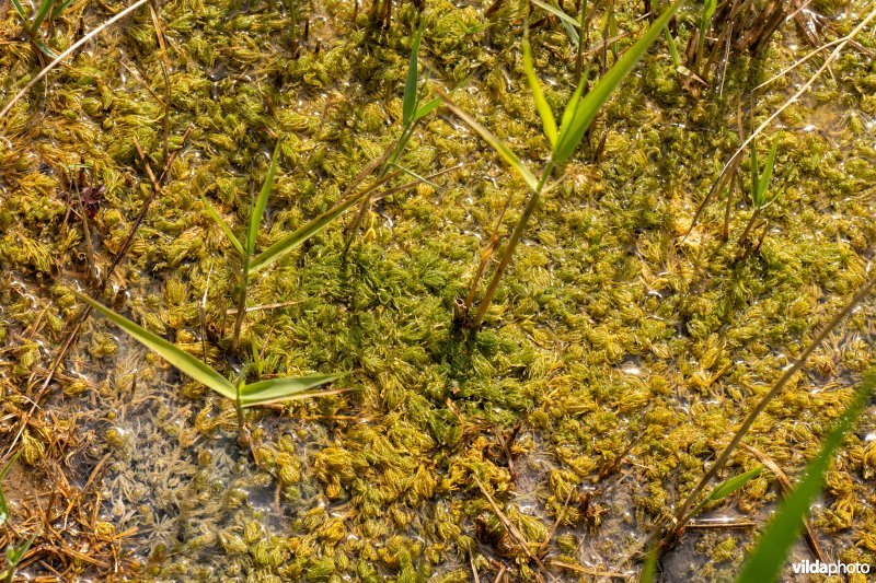 Kranswiervegetatie met Ruw kransblad