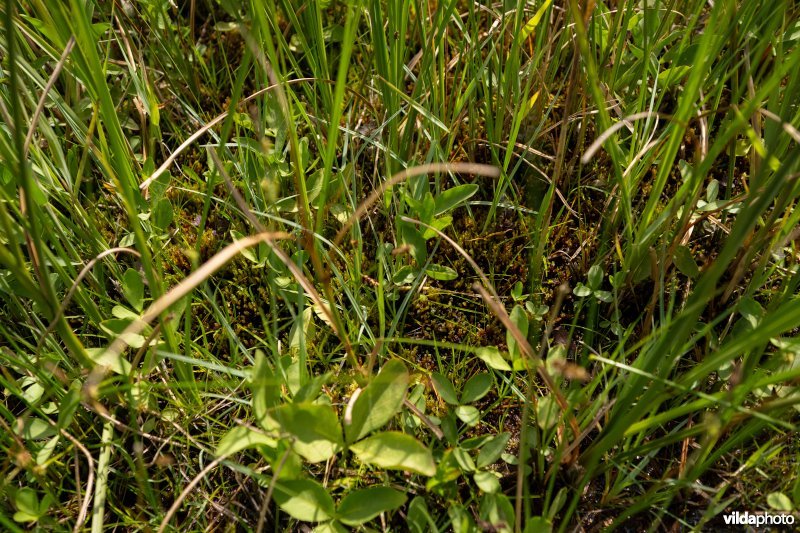 Kalkmoeras met waterdrieblad