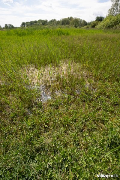 Kalkmoeras met waterdrieblad