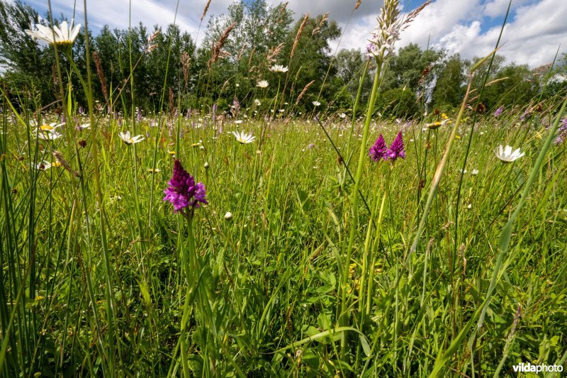 Glanshaverhooiland met Hondskruid en Margriet
