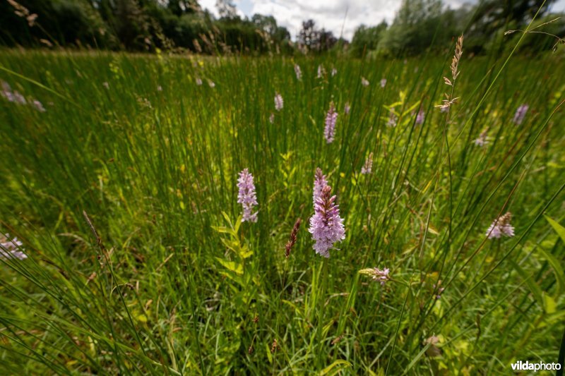 Blauwgrasland met Bosorchis in ontwikkeling