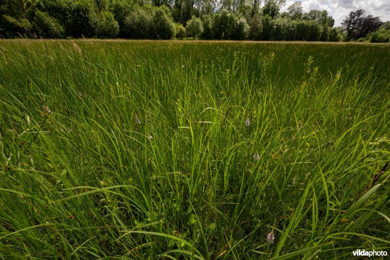 Blauwgrasland met Bosorchis in ontwikkeling