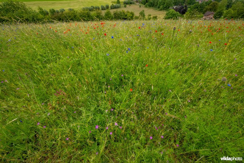 Soortenrijke bloemenakker op kalkrijke grond