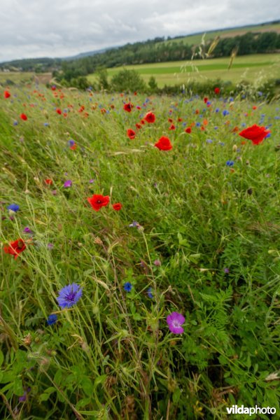 Soortenrijke bloemenakker op kalkrijke grond