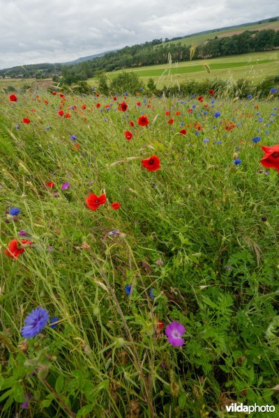 Soortenrijke bloemenakker op kalkrijke grond