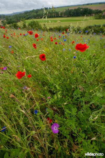 Soortenrijke bloemenakker op kalkrijke grond