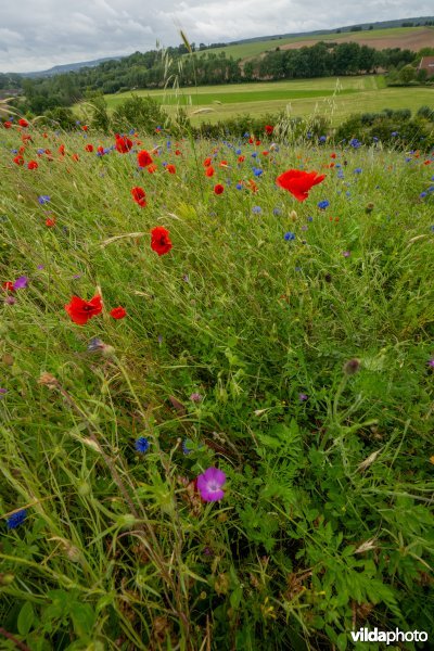 Soortenrijke bloemenakker op kalkrijke grond