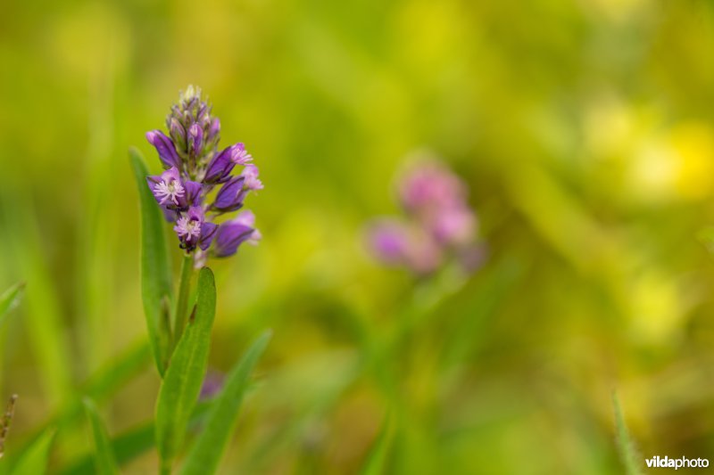 Gewone vleugeltjesbloem