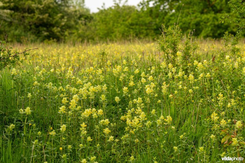 Harige ratelaar op kalkgrasland