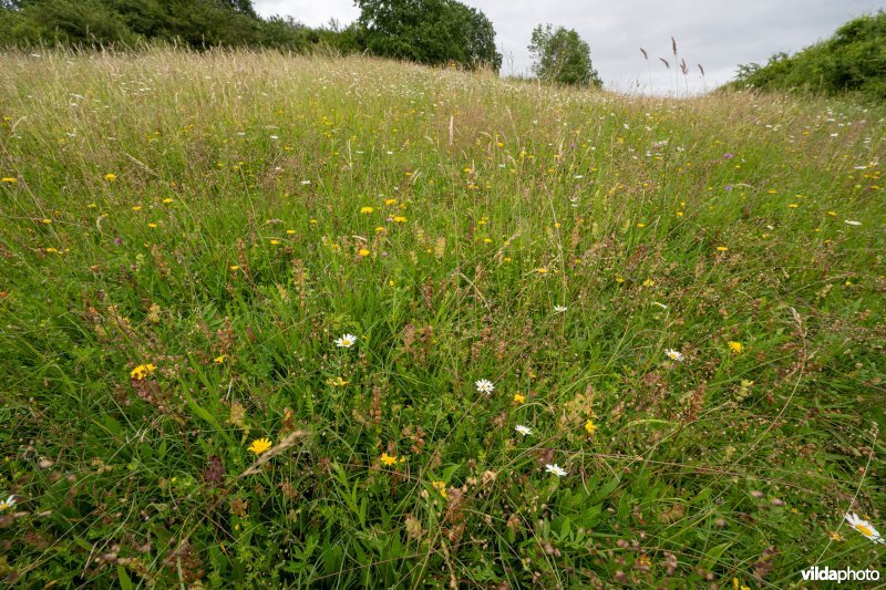 Kalkgrasland op de Kruisberg