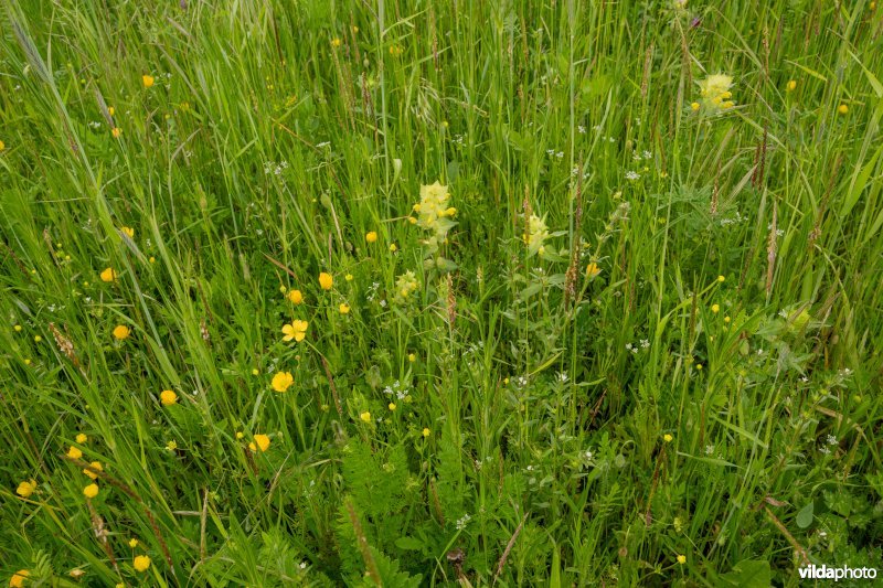 Bloemrijke akker op kalkbodem