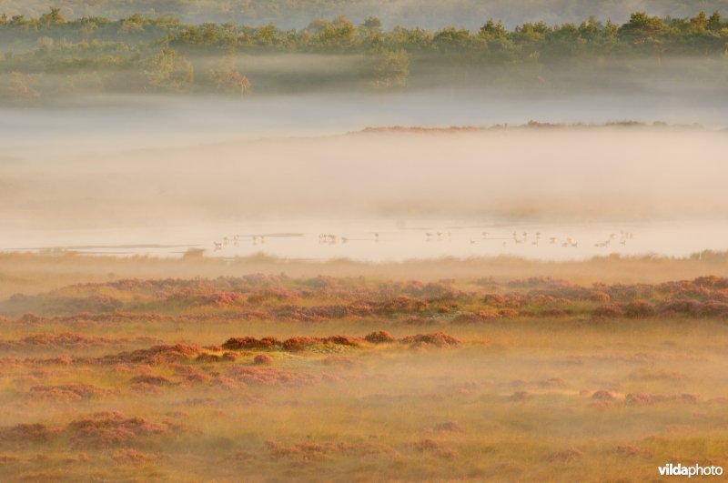 Grauwe ganzen op ven, Kalmthoutse Heide