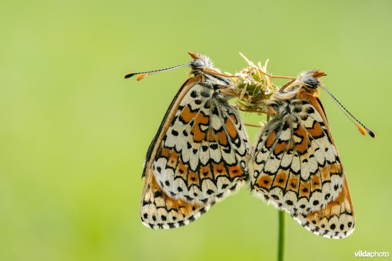 Koppeltje veldparelmoervlinders