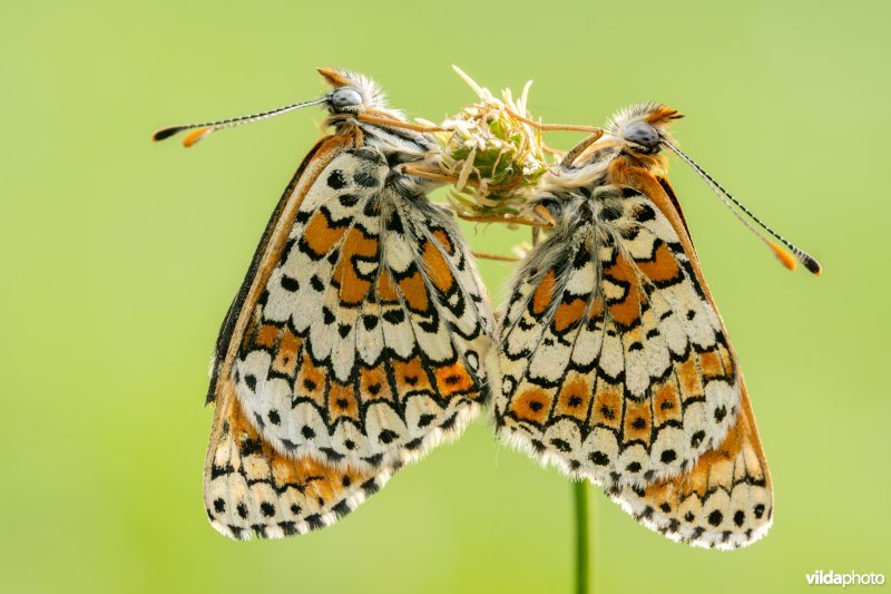 Koppeltje veldparelmoervlinders