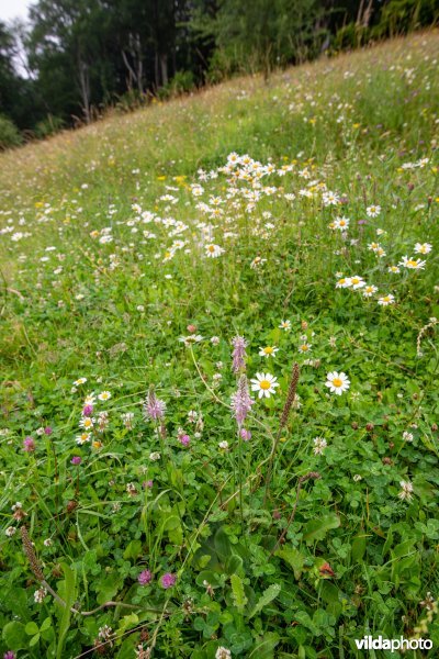 Gewone margriet in bloemrijk grasland