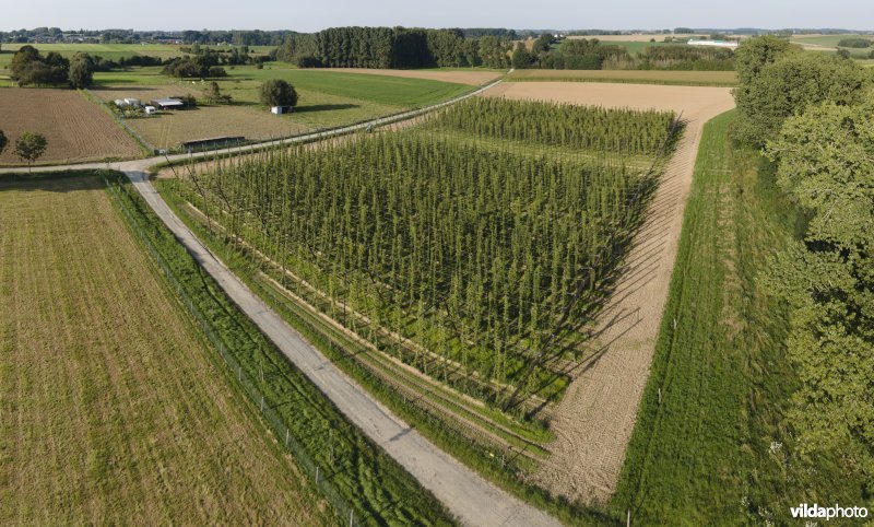 Hopveld met biologische hop