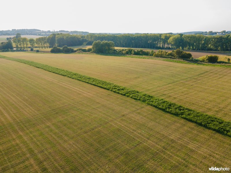 Overlevingsstroken in landbouwlandschap