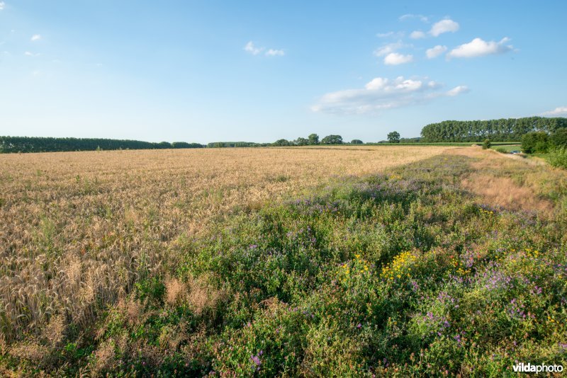 Vogelwikke in een bloemenstrook of akkerrand