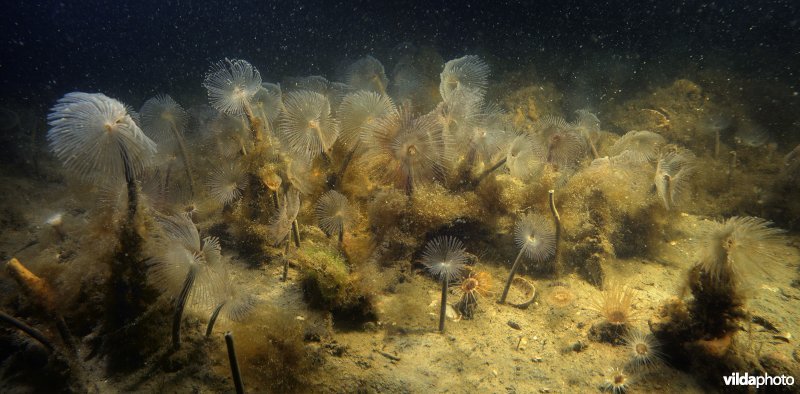 Pauwkokerwormveld op de bodem van de Oosterschelde