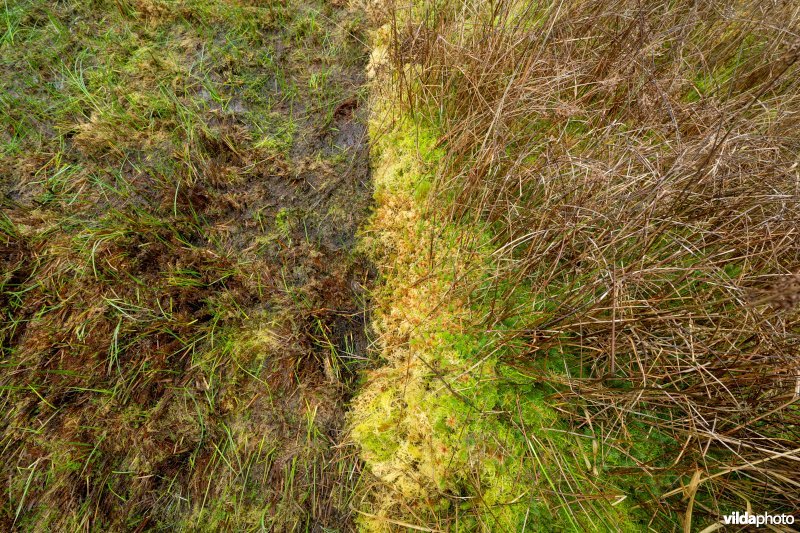 Veenherstel, effect van maaibeheer met machines op mosvegetatie