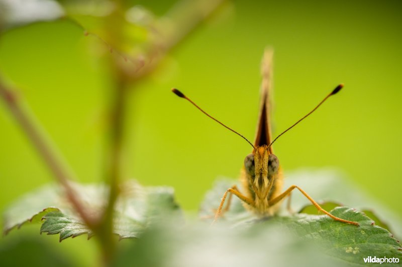 Braamparelmoervlinder