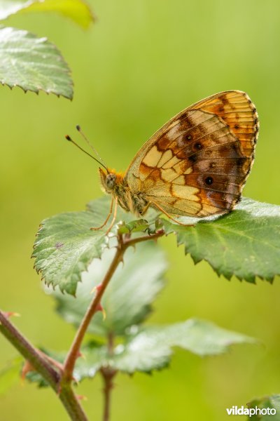 Braamparelmoervlinder