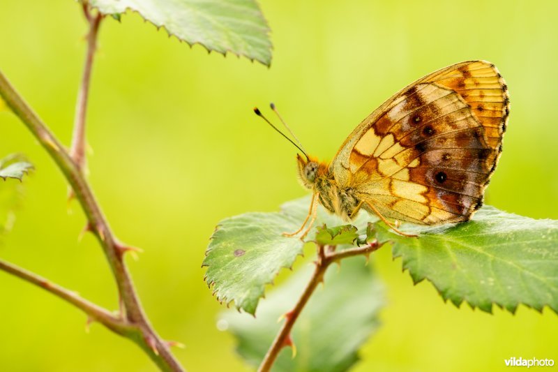 Braamparelmoervlinder