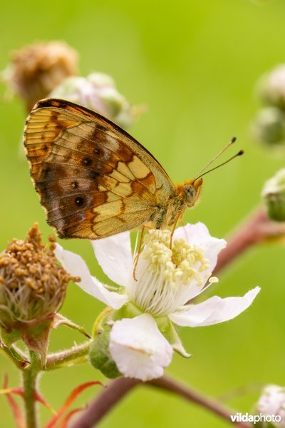 Braamparelmoervlinder