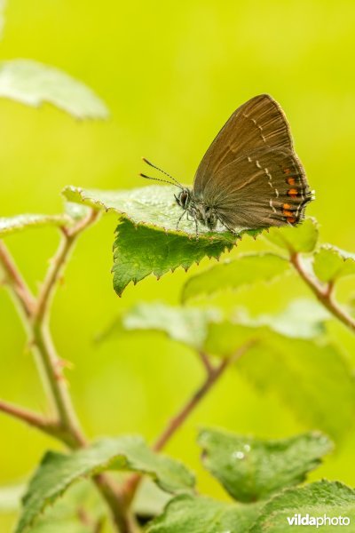 Bruine eikenpage