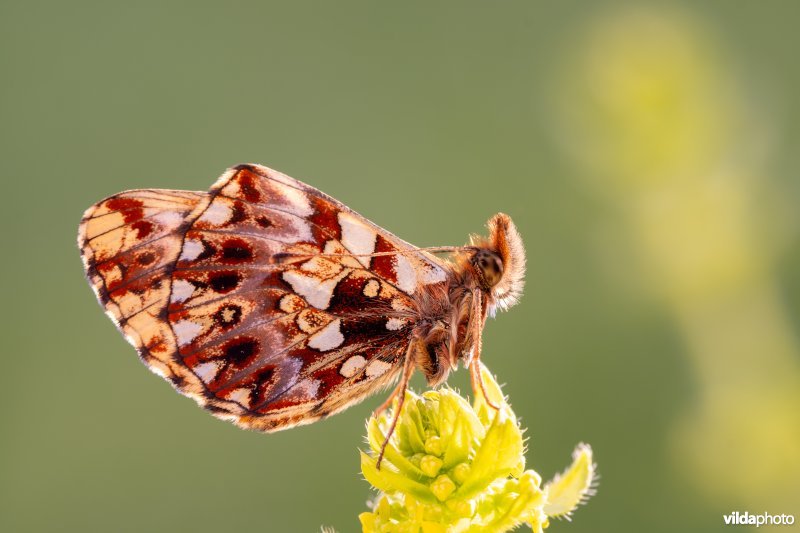 Akkerparelmoervlinder