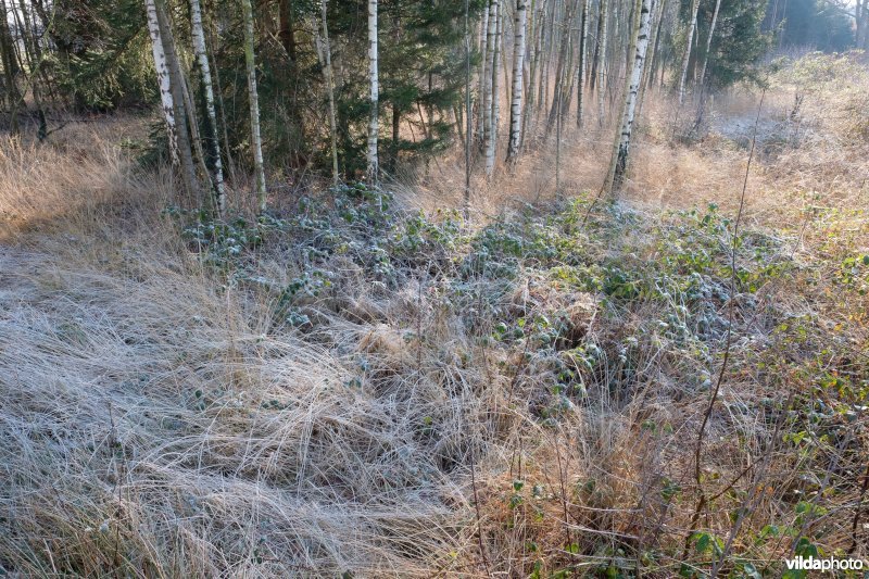 Vergrassing van een bos met pijpenstrootje