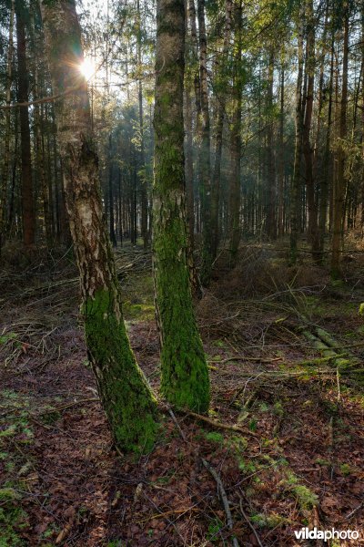 Ruwe berk in fijnsparrenbos