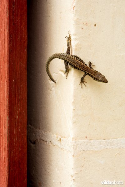 Levendbarende hagedis op een muur