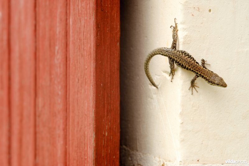 Levendbarende hagedis op een muur