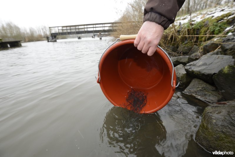 Uitzetten van glasaaltjes