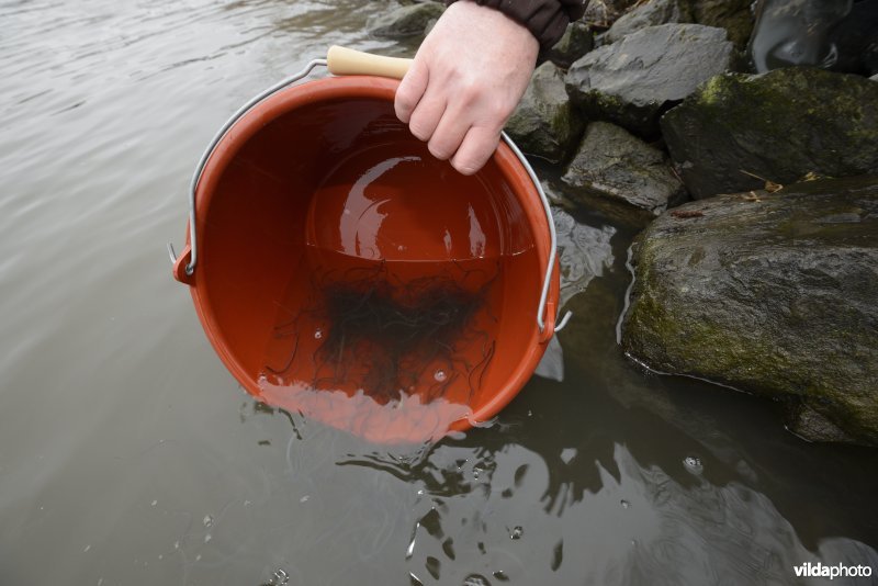 Uitzetten van glasaaltjes