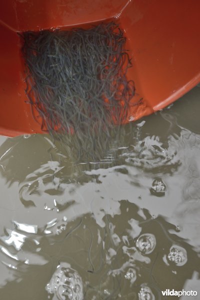 Uitzetten van glasaaltjes