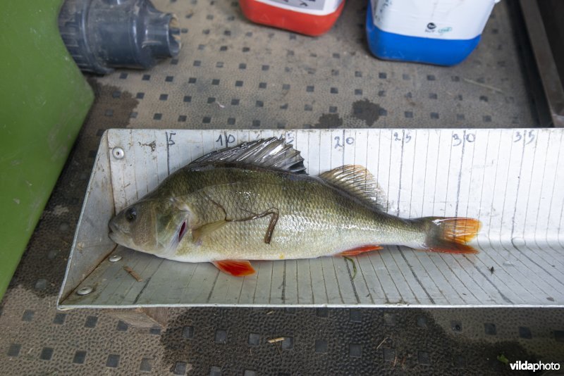 Onderzoek op de visstand op de Mark te Herne