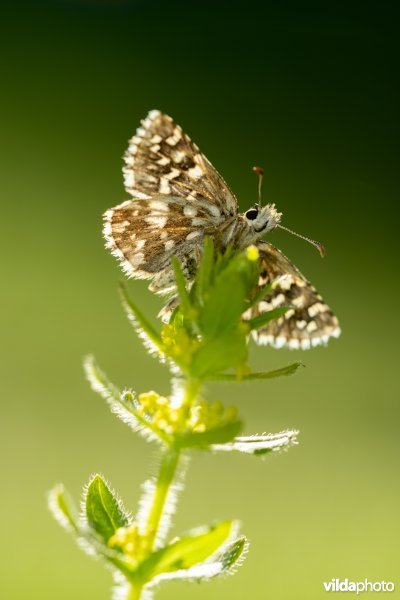 Zuidelijke aardbeivlinder