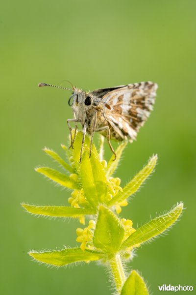 Zuidelijke aardbeivlinder