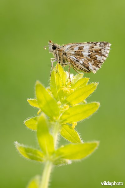 Zuidelijke aardbeivlinder