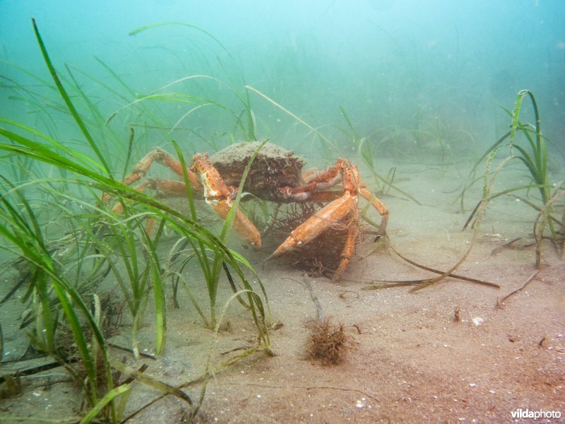 Grote spinkrab tussen groot zeegras