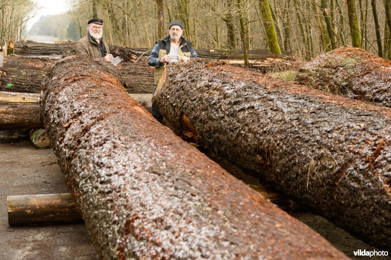 Rondhoutveiling Arnhem