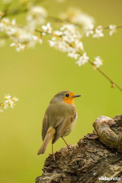 Roodborst