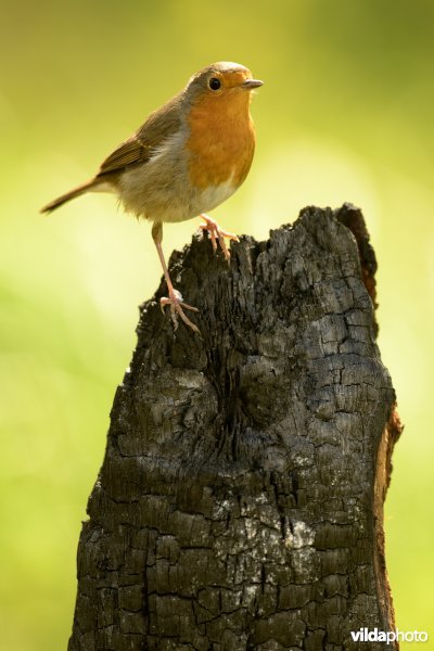 Roodborst