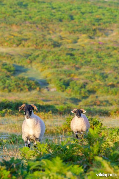 Schapen