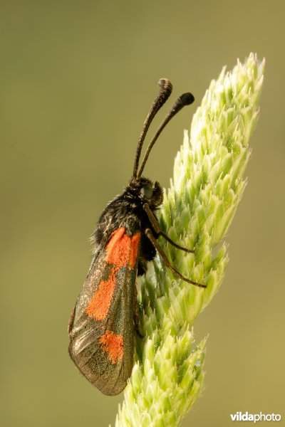 Zygaena sarpedon