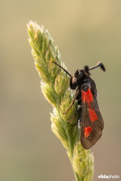 Zygaena sarpedon