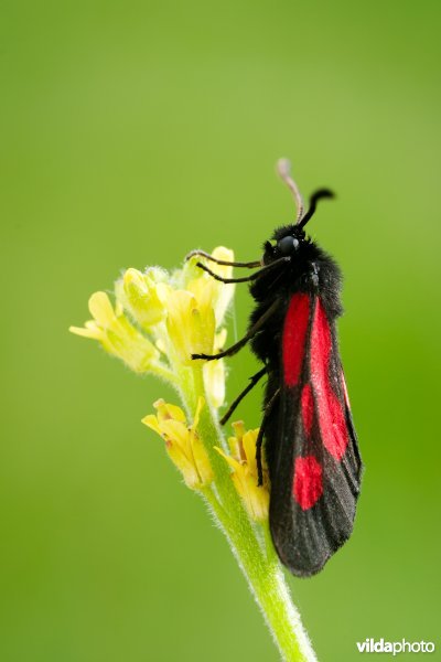 Zygaena osterodensis
